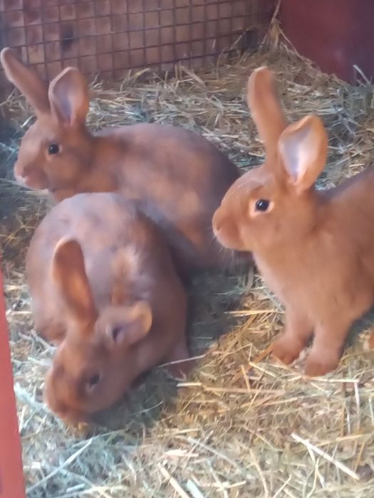 Króliki nowozelandzkie nc Ur 10maja 2025r