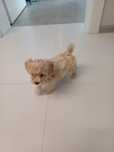 Maltipoo  sunia mały  slodziak