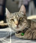 Маленькая кошечка подросток в семью