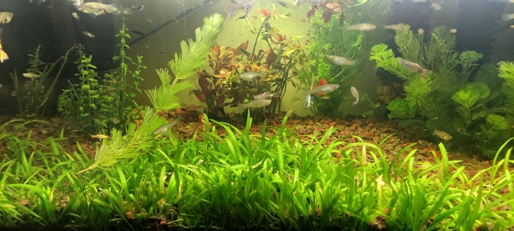 Gupiki różne odmiany dorosłe ryby lub młode molinezja ryby młode