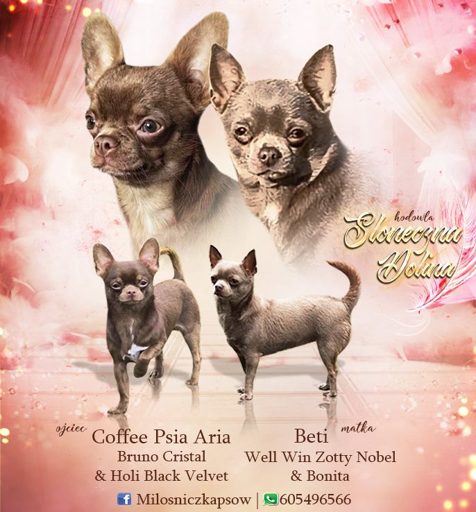 Chihuahua krótkowłosa