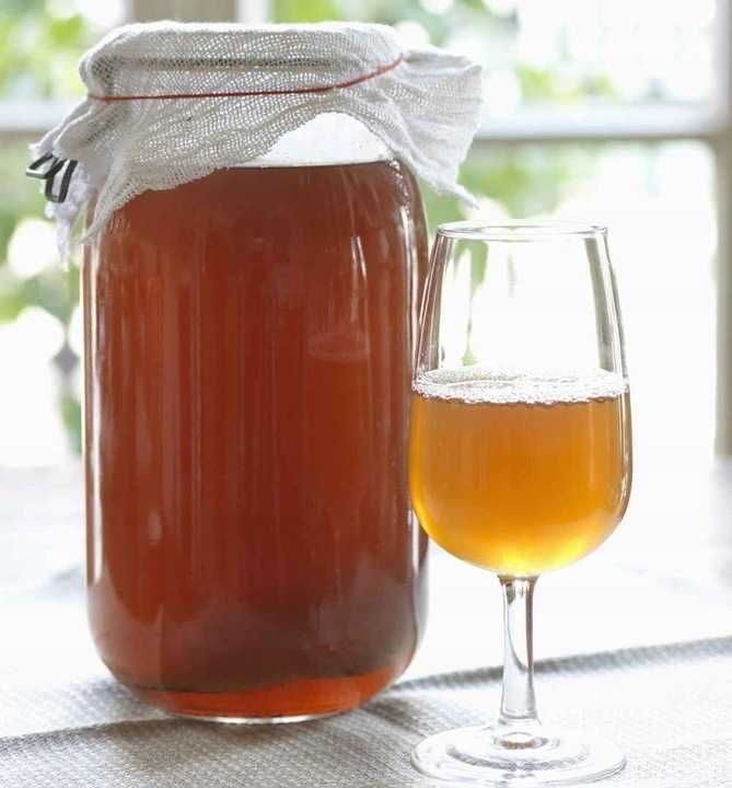 Grzybek Herbaciany 2szt Grzyb Kombucha Scoby 7cm Kombucza Starter