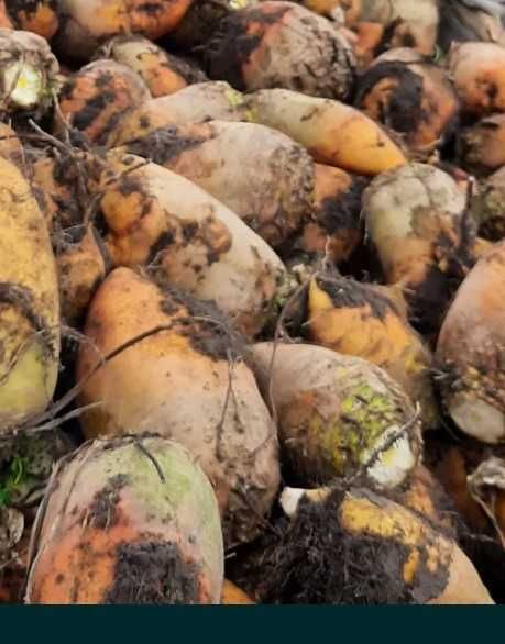 Sprzedam buraki pastewne