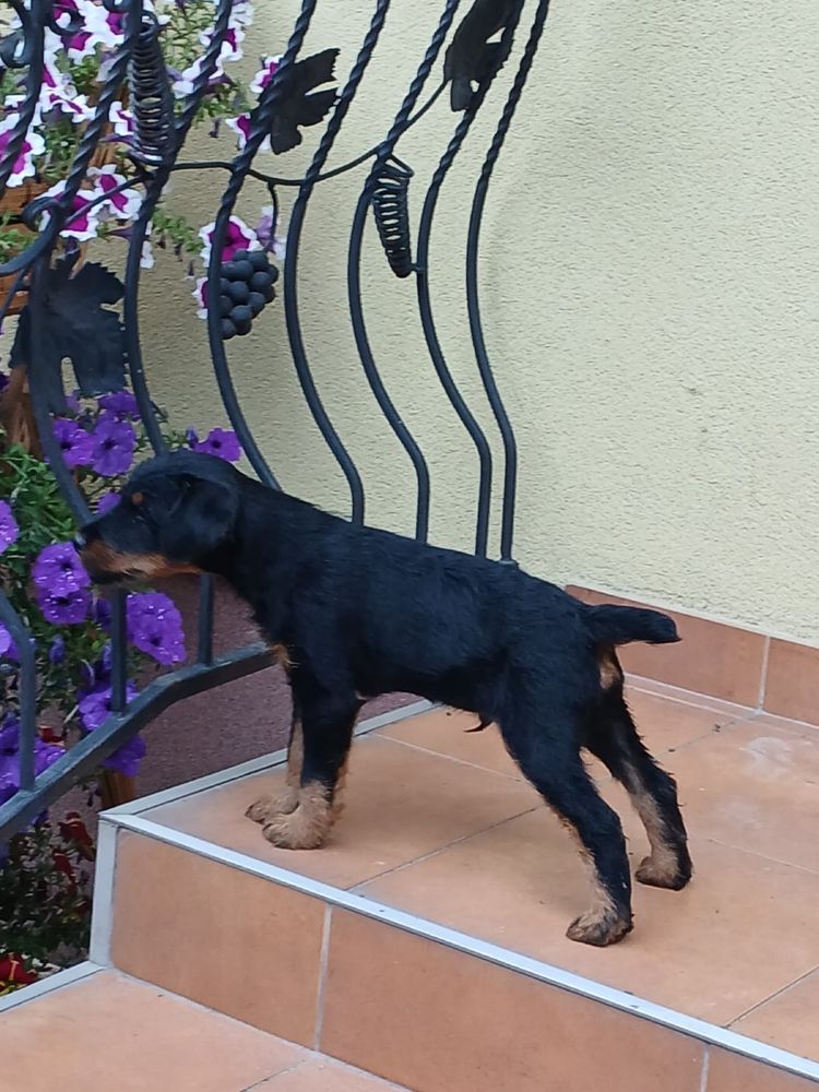 Terrier niemiecki piesek
