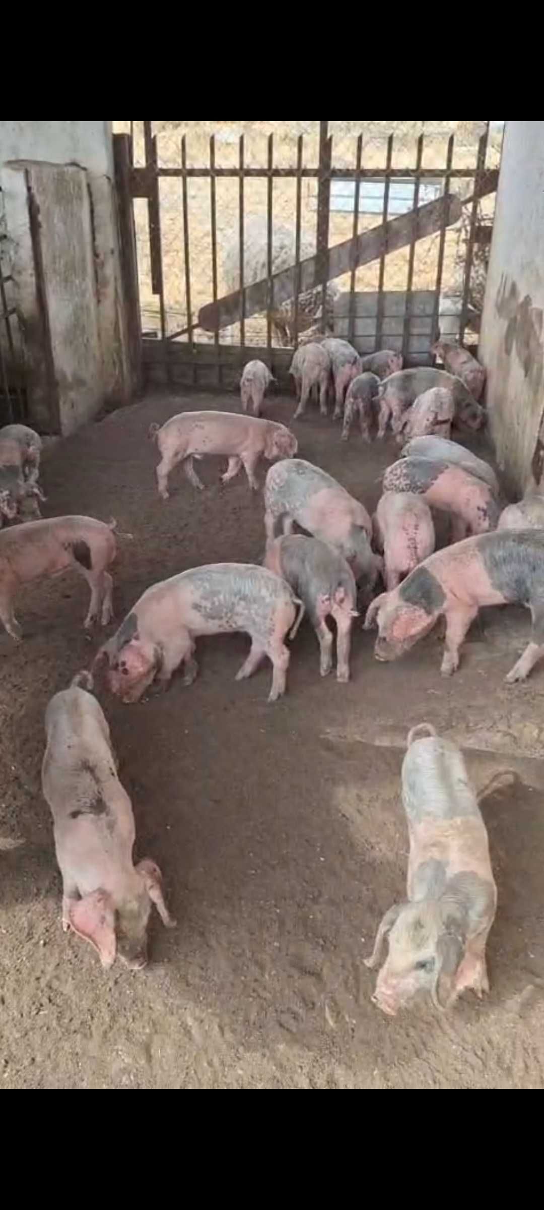 Leitões Bísaros - Barrancos, Baixo Alentejo