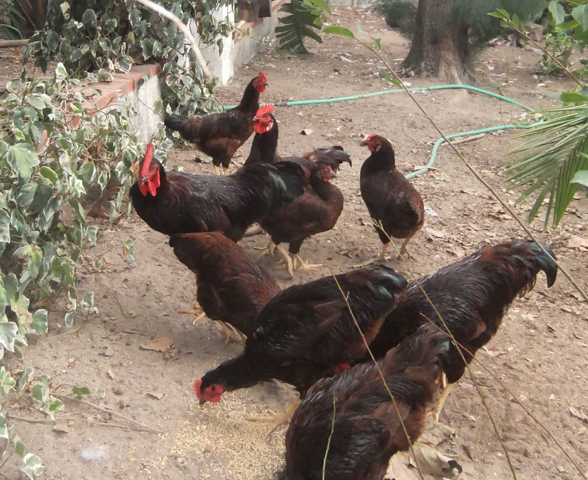 vendo galos raça Rhode Island Red