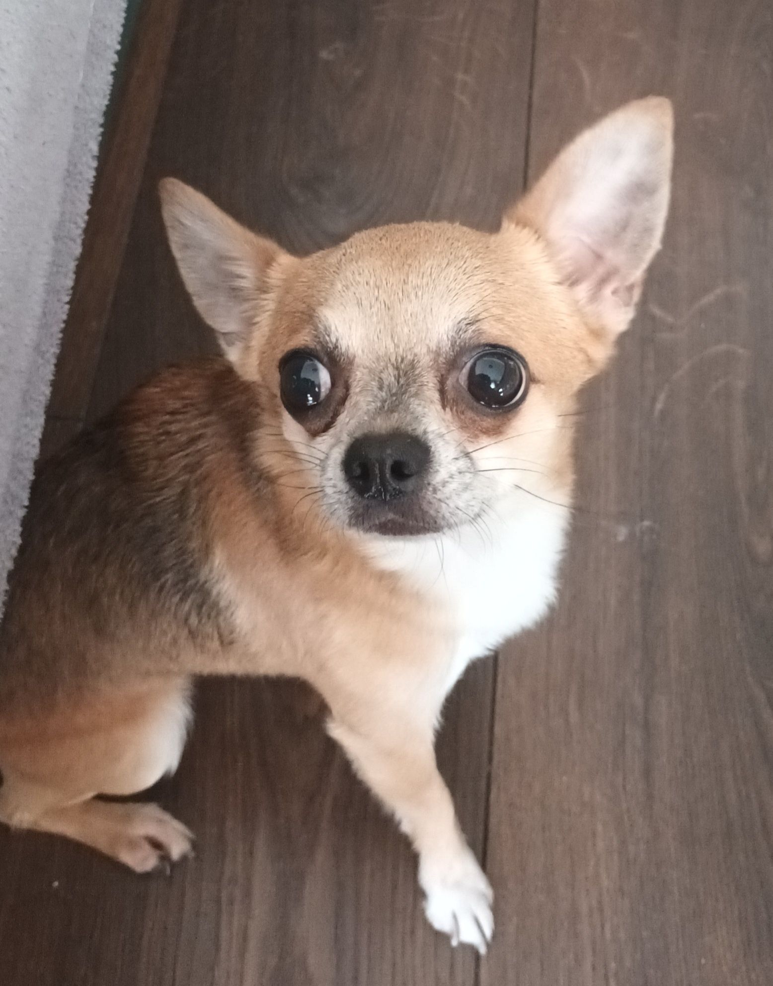 Chihuahua piesek brązowy podpalany z uprawnieniami hodowlanymi, krycie