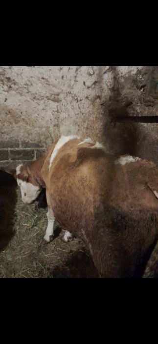 Sprzedam krowe na mięso