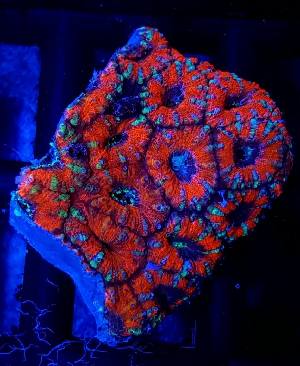 Acanthastrea lordhowensis nr 11. Koralowiec LPS . Akwarium morskie