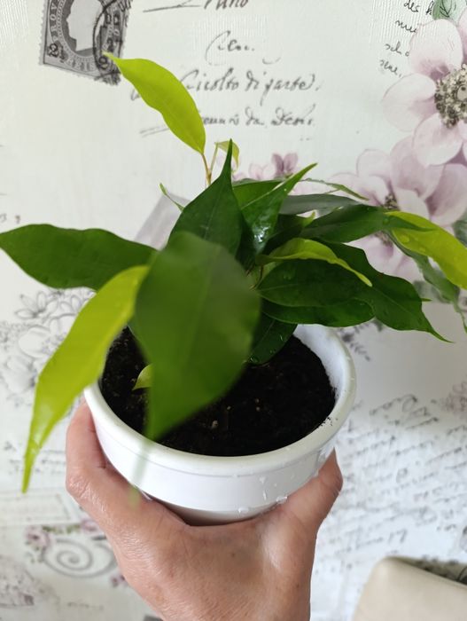 Фікус Бенджаміна Неон,молоді рослинки