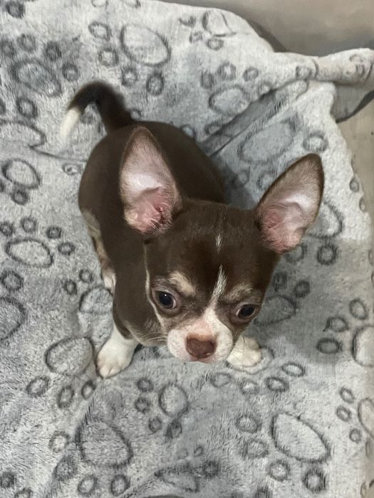 Chihuahua Macho tricolor chocolate