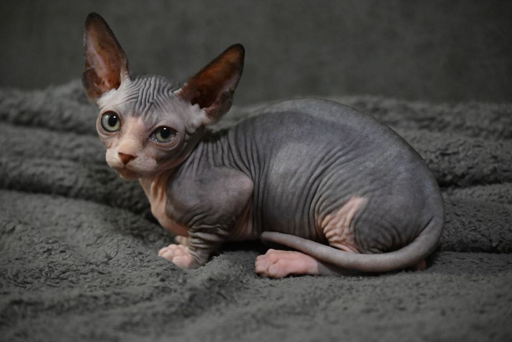 Бамбино.Мальчик.Канадский сфинкс