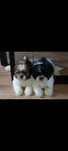 Piesek Shih Tzu gotowy do odbioru
