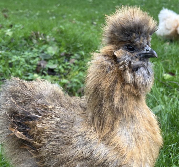 Jajka lęgowe kura silka silki jedwabiste kogut silka