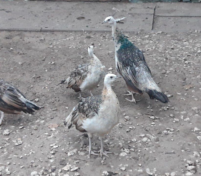 Paw  pawie  białe, niebieskie,  silver , Arlekin,  czarnoskrzydłe inne