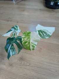 Monstera Variegata cała roślina