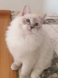 Przesliczna kotka Ragdoll z prawdziwym rodowodem FPLpo Championie
