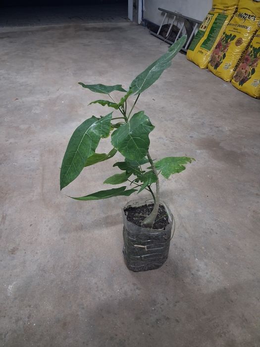 Mamaozinho do mato pronto para ir para a terra