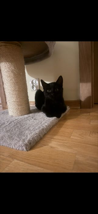 Czarna jak noc listopadowa