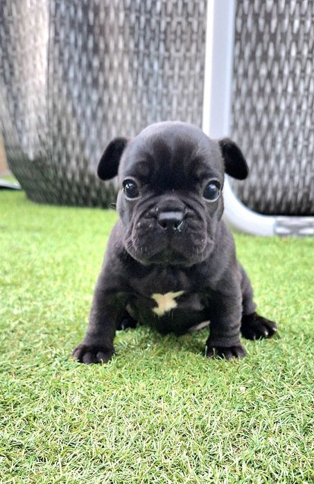 Bulldog Francês fêmea