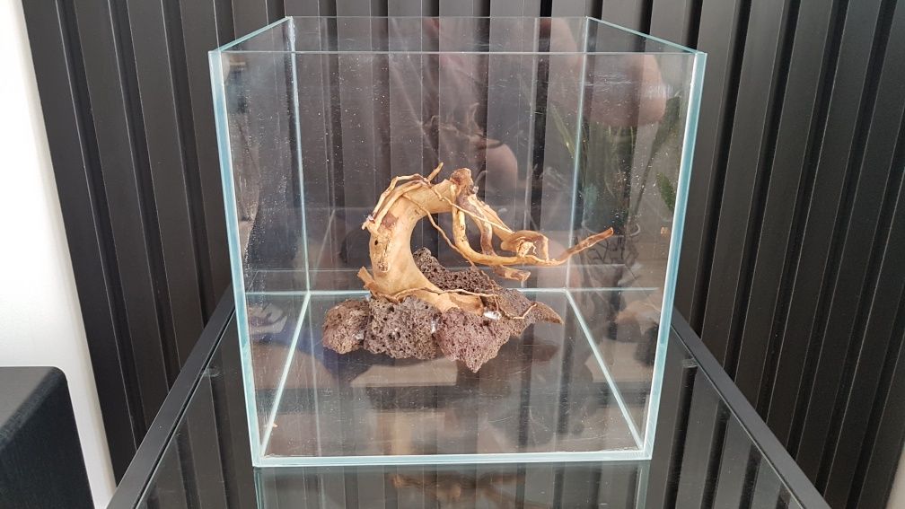 Aranżacja akwarium typu bonsai GRATIS BUCEPHALANDRY