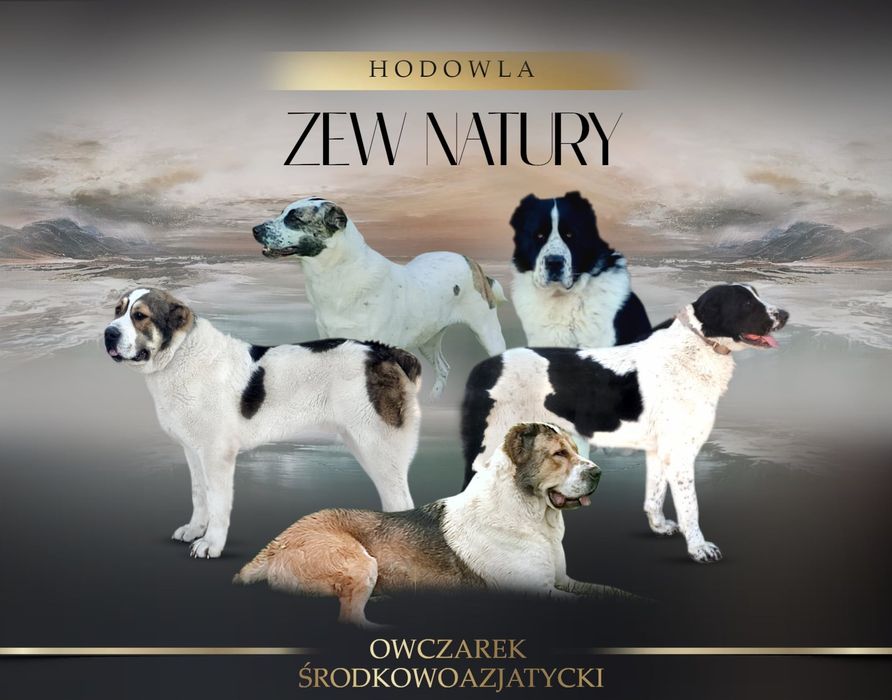 Owczarek srodkowoazjatycki-pies