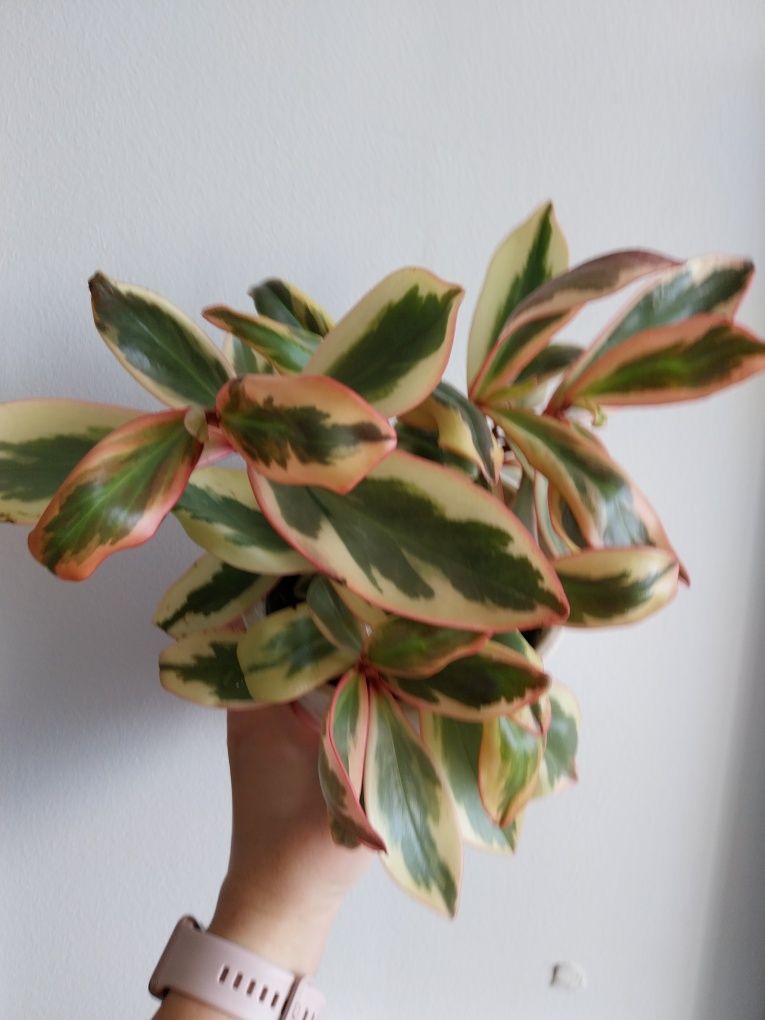 Syngonium Filodendron Scindapsus Epipremnum Hoya Monstera variegata sp