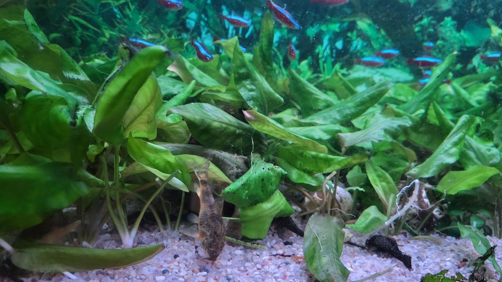 Rośliny akwariowe cryptocoryne.