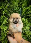 Szpic miniaturowy pomeranian suczka