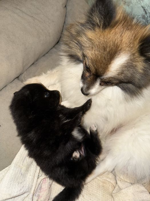 Szpic miniaturowy  rodowód śliczna do rezerwacji