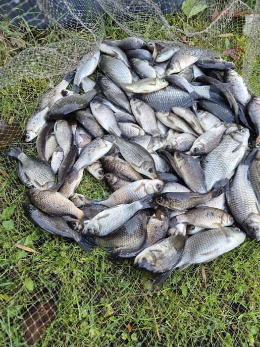 Karaś na żywca różne rozmiary