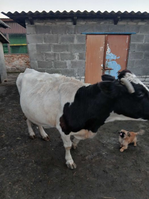 Продам корову ялову