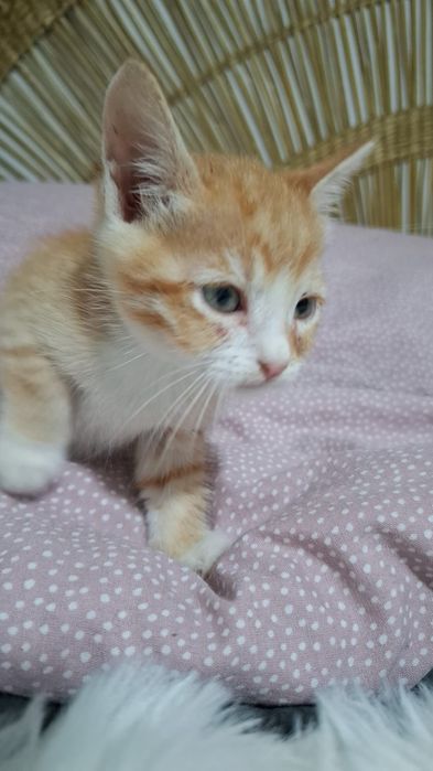 Gatinhos com 2 meses para adoção responsável