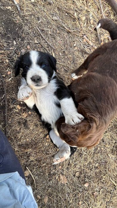 Lindos cachorrinhos mestiços (Serra da Estrela) Raça Rrande