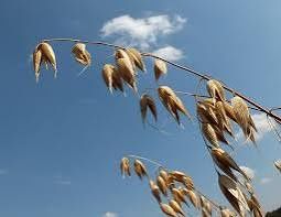 Zboże - pszenżyto ,pszenica  , łubin słodki