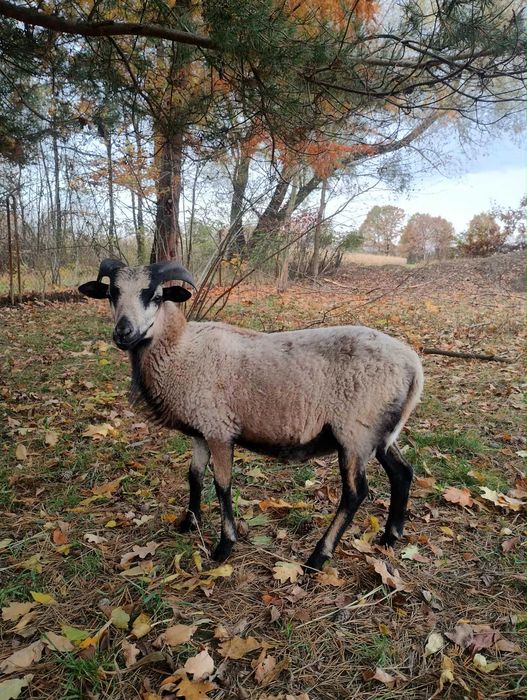 owca kameruńska tryk młody oswojony - baran