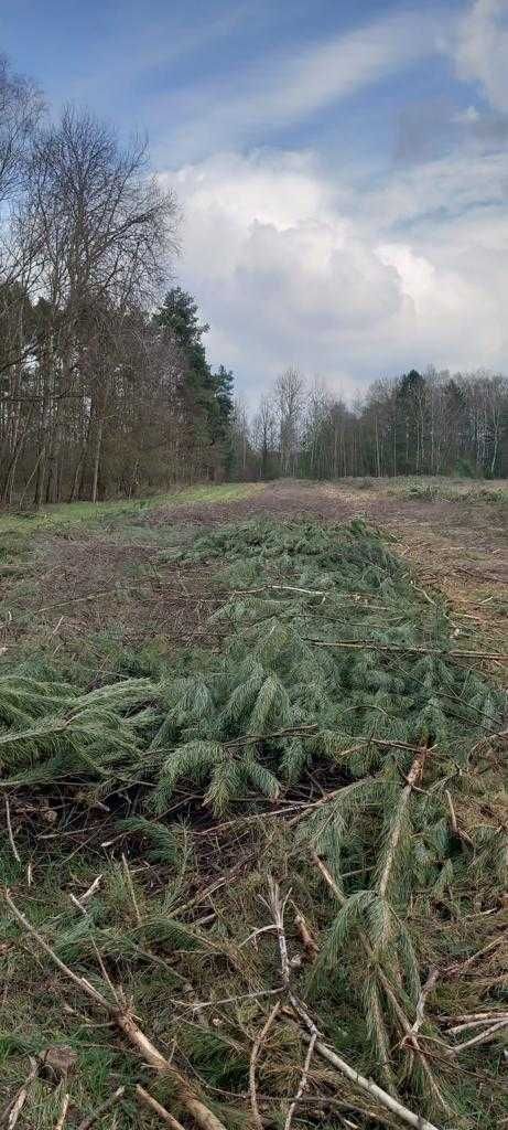 Karczowanie, rekultywacja, wycinka drzew, mulczowanie, wycinka lasów