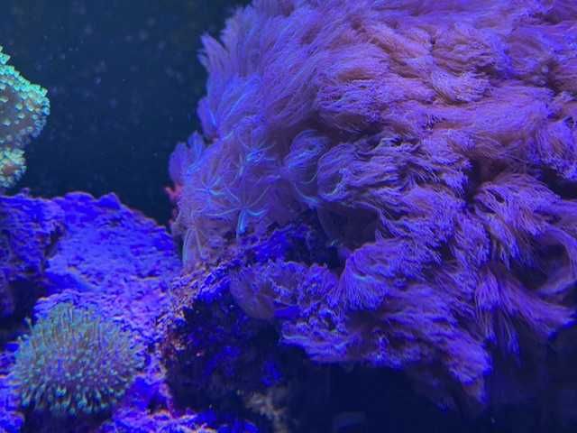 Anthelia / Tubipora musica / Clavularia akwarium morskie szczepki