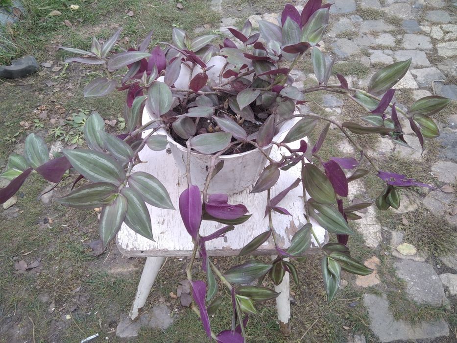 Комнатный цветок традесканция