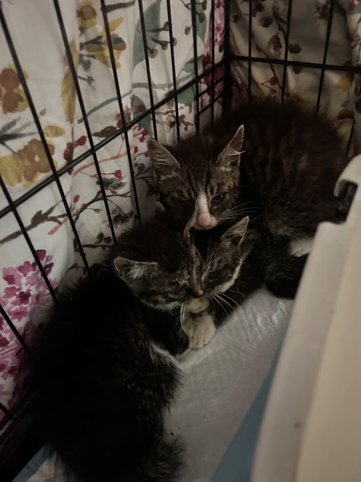 3 kociaki do pilnej adopcji