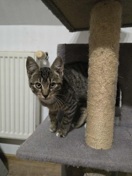 Cudowna Calineczka do adopcji,pokochaj kociaka,bura,pręgowana,koteczka