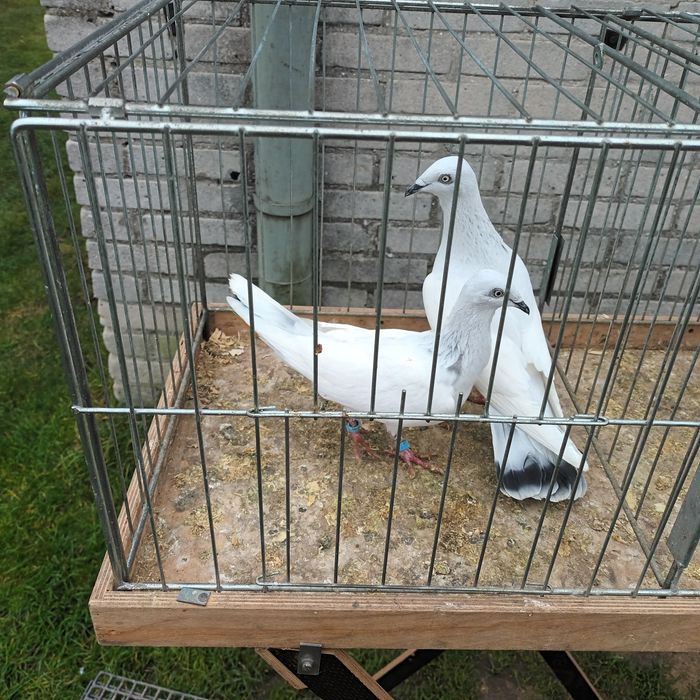 Sprzedam gołębie jasne i pocztowe