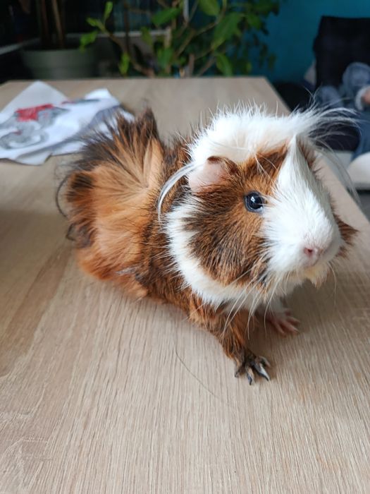 Oddam świnke morską