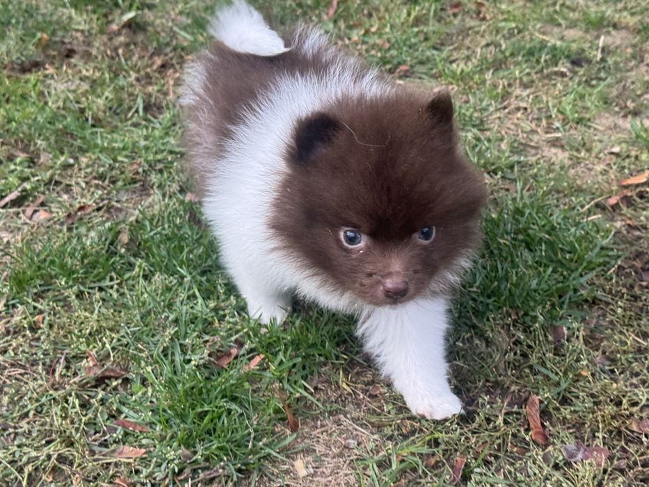Pomeranian czekoladowy ekstra klasa z rodowodem szpic miniaturowy
