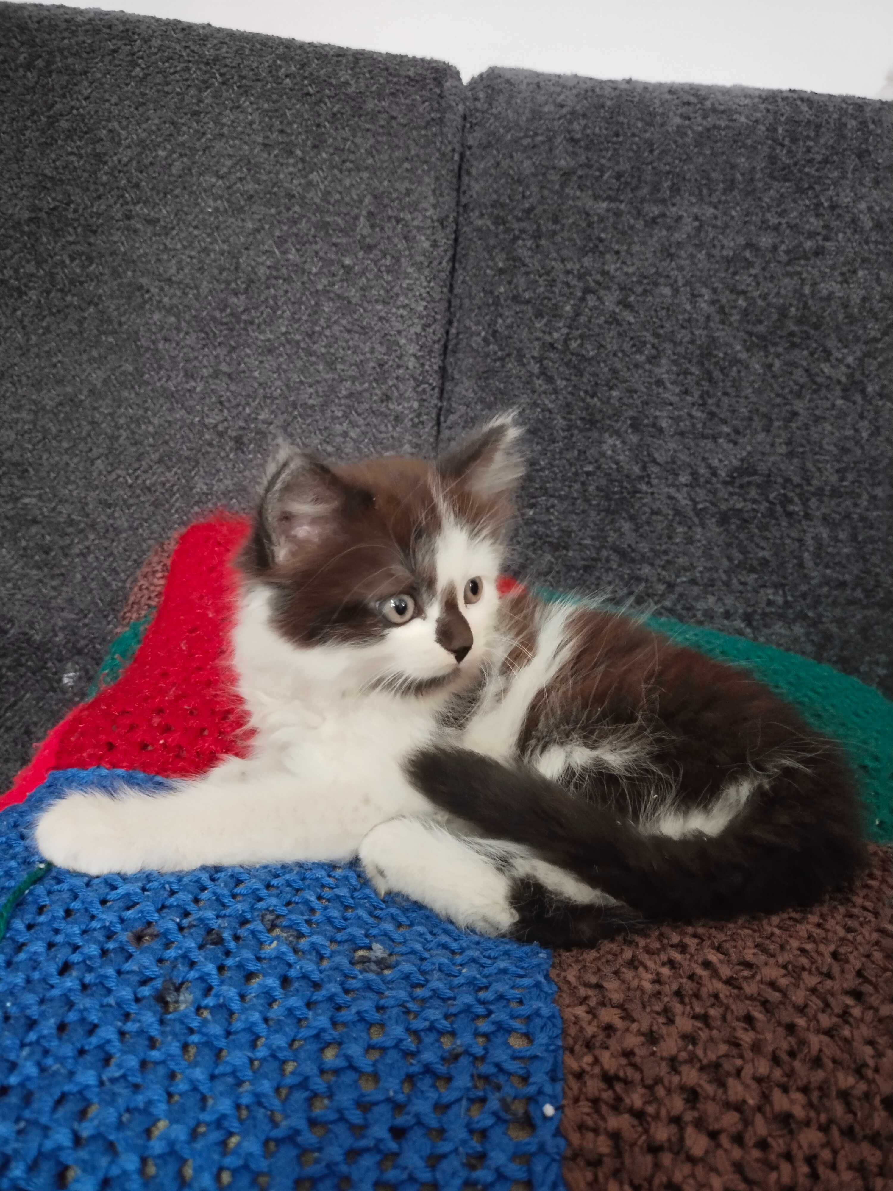 Віддам котиків в добрі руки