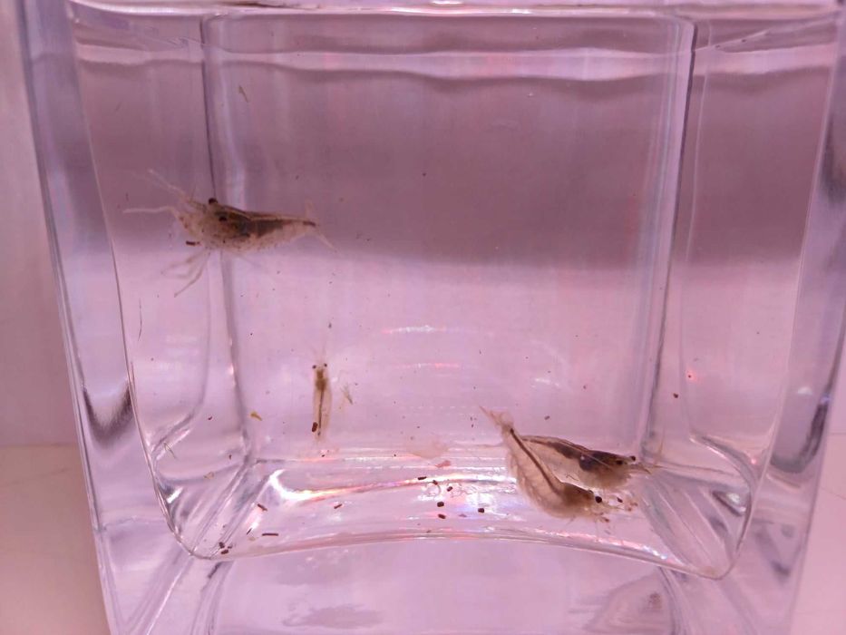 Krewetka Amano - Caridina Multidentata