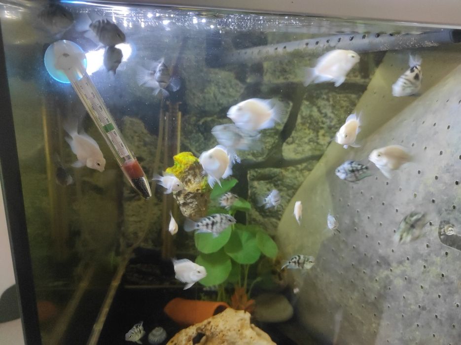 Crias de peixe papagaio blue saphira