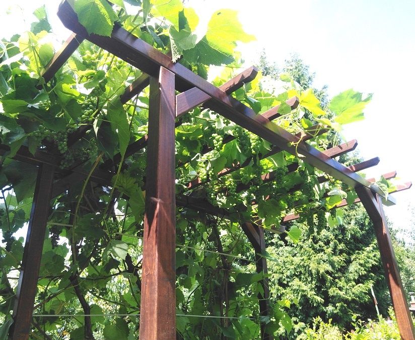 Pergola dla winogron drewniana 180 x 120 x 185 x 6 Wood-system
