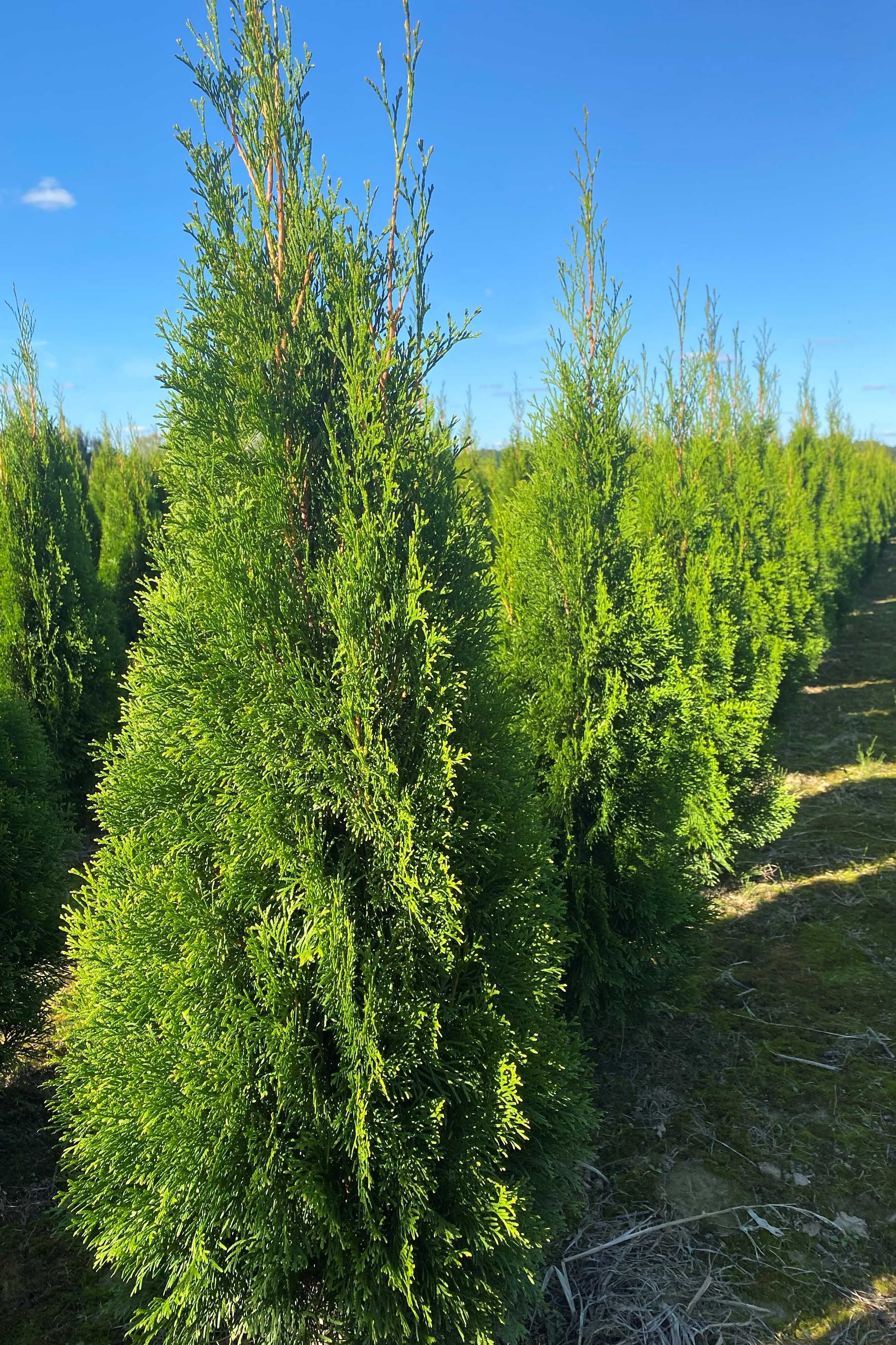 PROMOCJA! Tuja Thuja Szmaragd  90-220cm! Piękne, gęste! Producent!