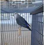 Agapornis roseicollis